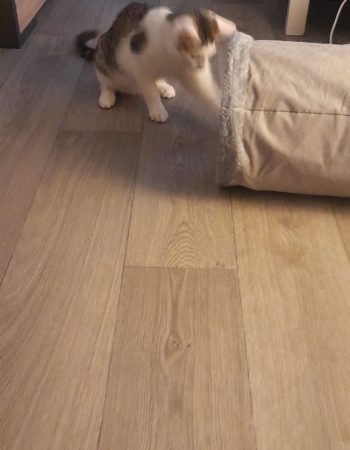 Adopce Bertík Adopce Bertík