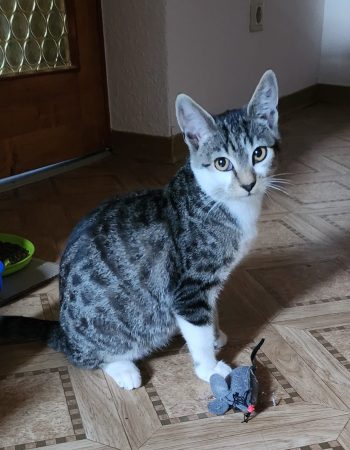 Mirďas Mirďas