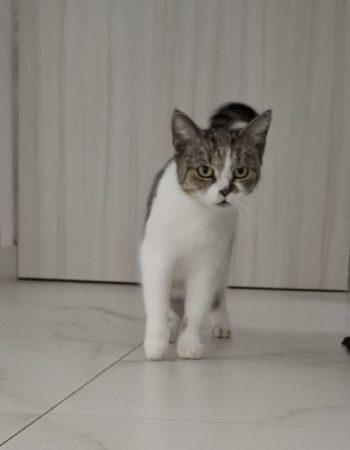 Můra